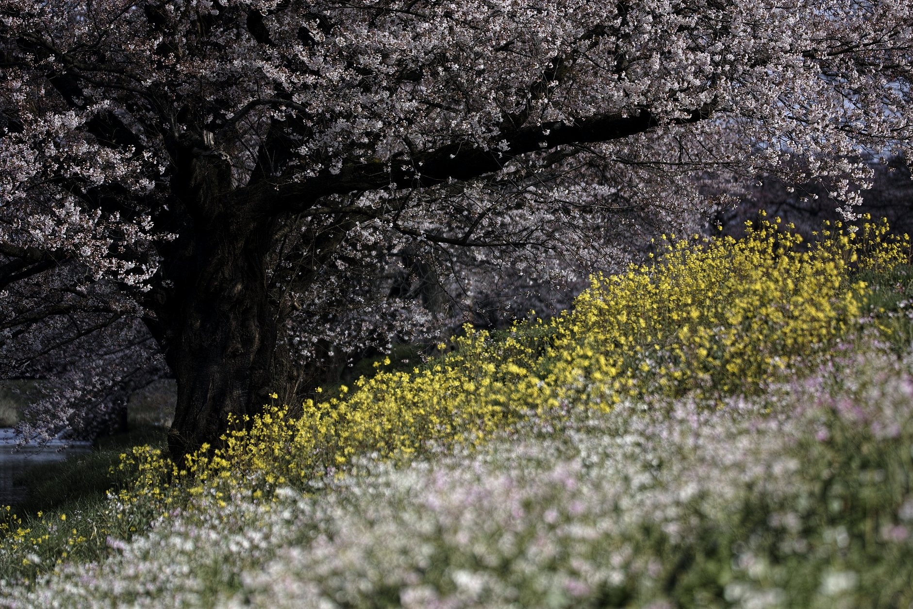 桜　菜花