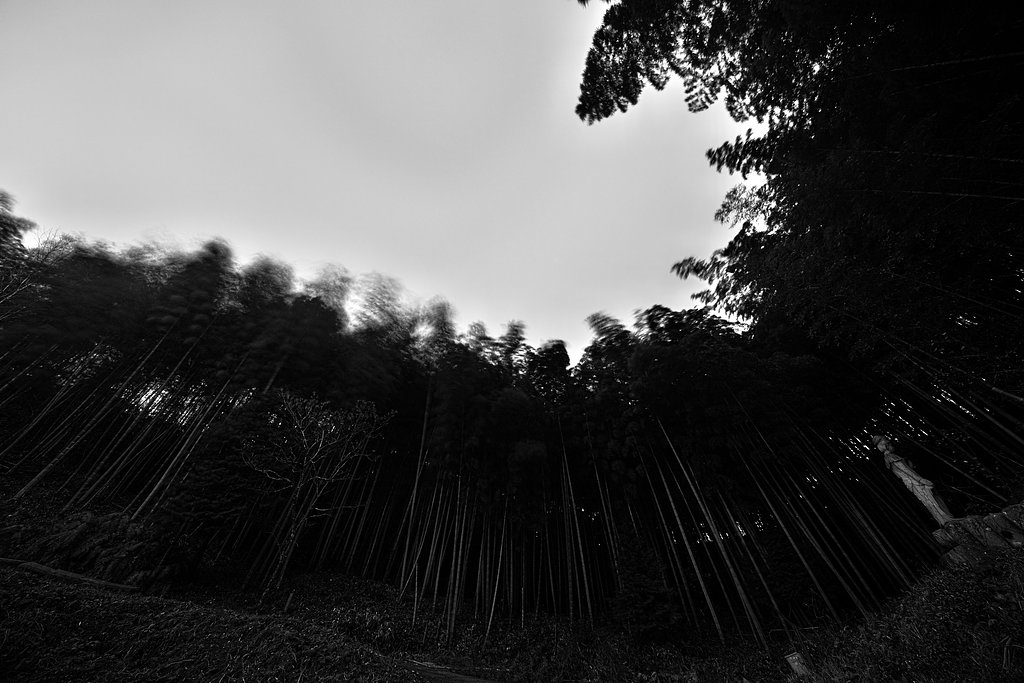 竹林にて