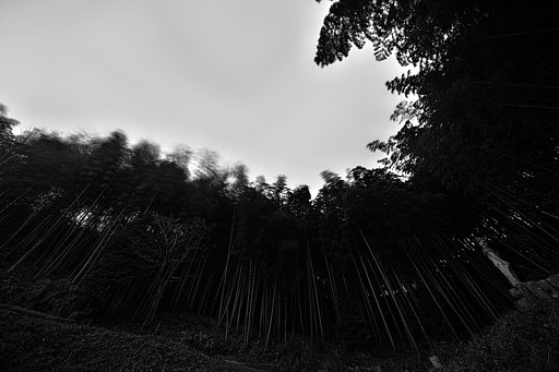竹林にて