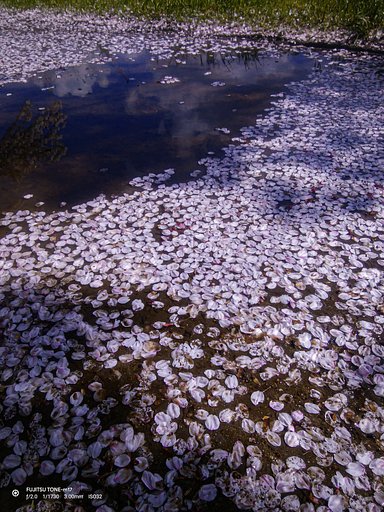 【お気に入り】散る桜