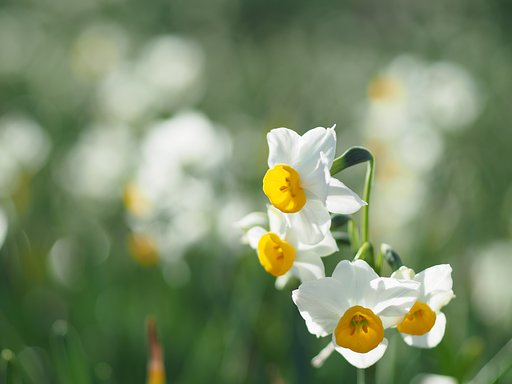 おしゃべりな花たち