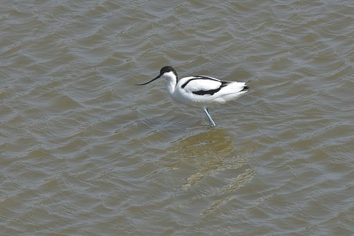 珍鳥