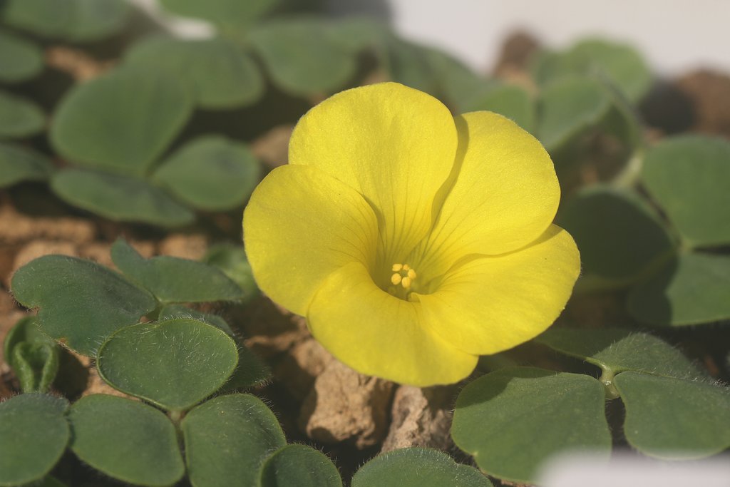 Tamron  90mm-F2.8 Macro 172E