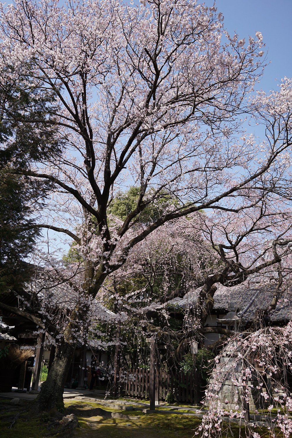 【好きなもの　桜2020】長誓寺