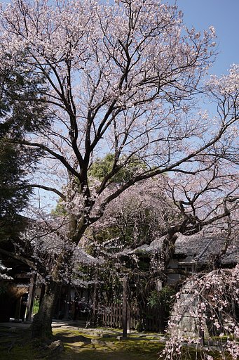 【好きなもの　桜2020】長誓寺