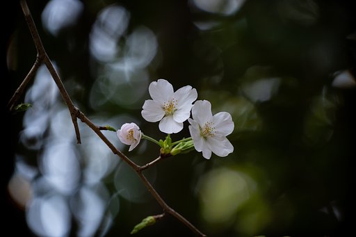 山桜