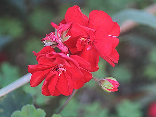 赤い花　天竺葵