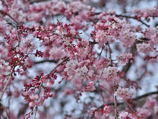EF70-200mm F2.8L IS Ⅱ