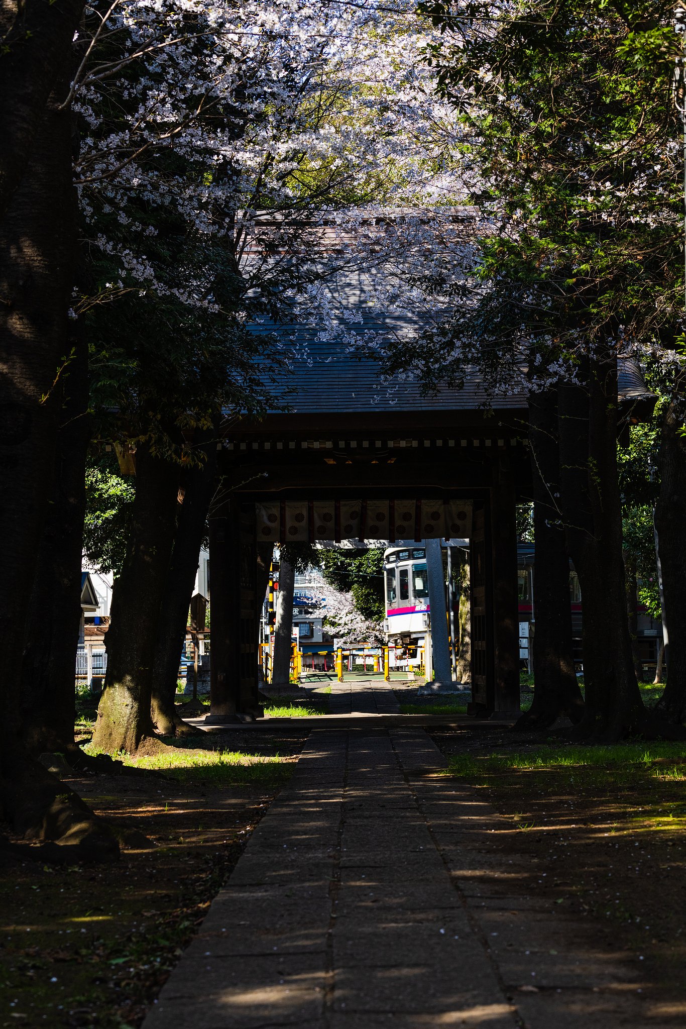 山桜咲く山門の向こうを電車が