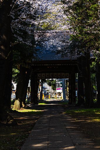 山桜咲く山門の向こうを電車が