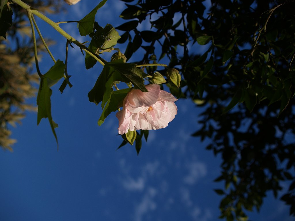 酔芙蓉