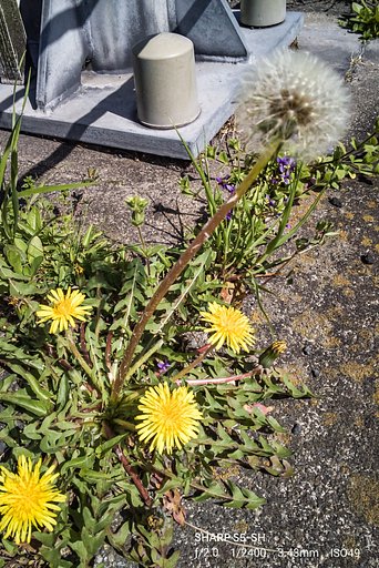 道端の野草たち