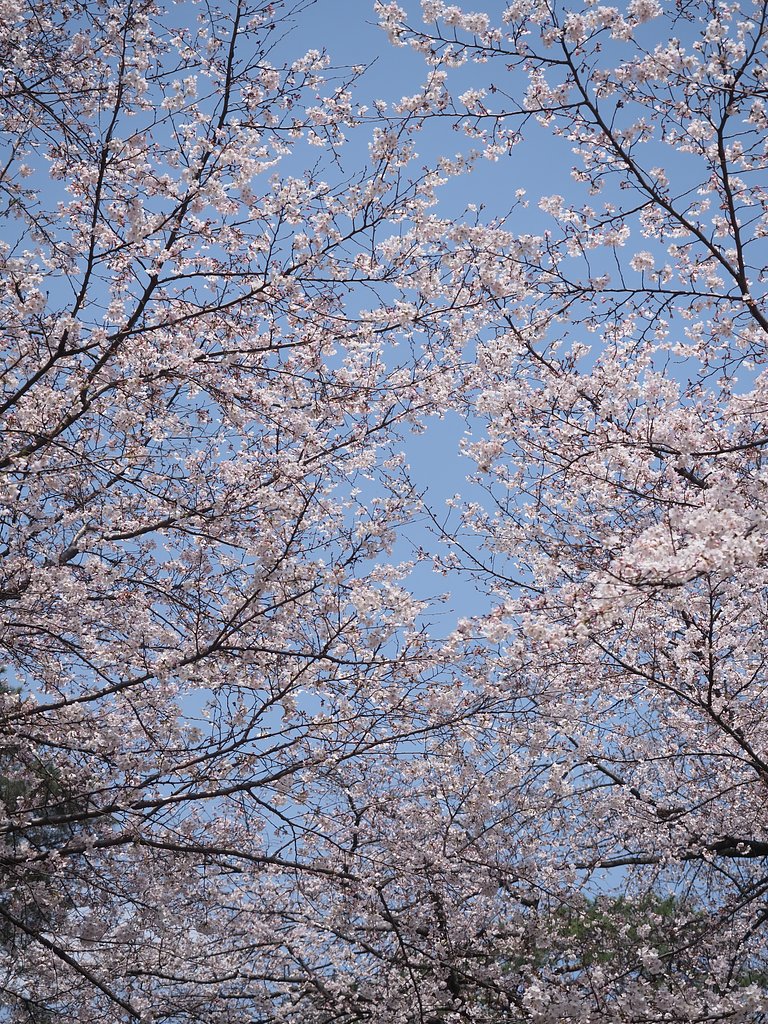 天に広がる春