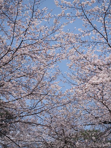天に広がる春