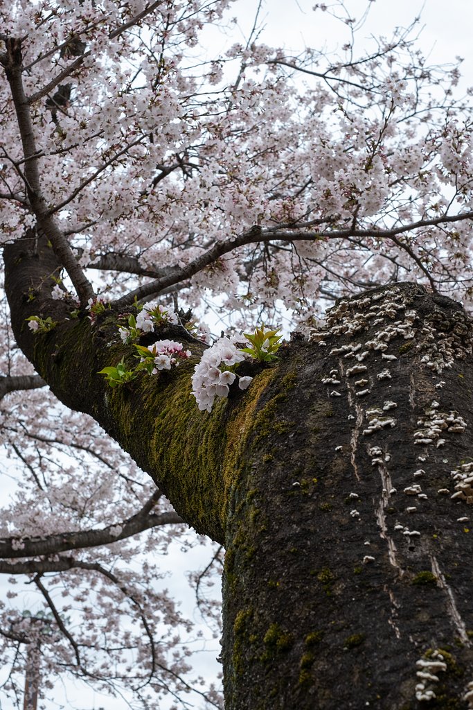 桜満開