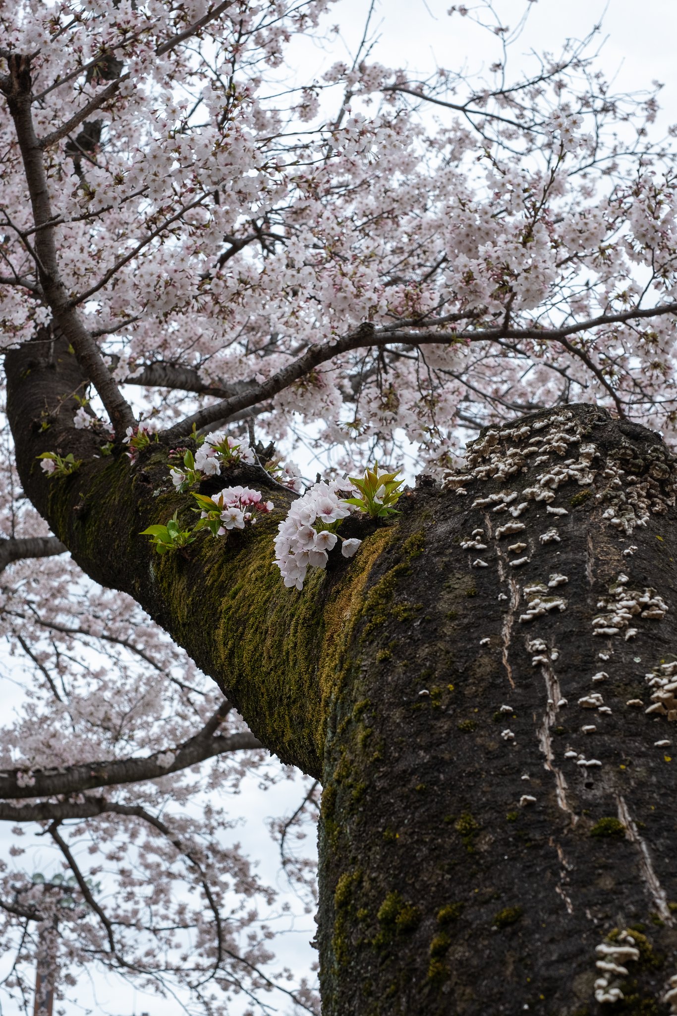 桜満開