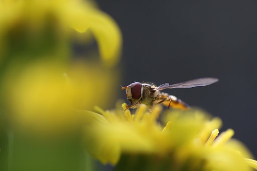 Tamron 90mm f2.8 macro 172E