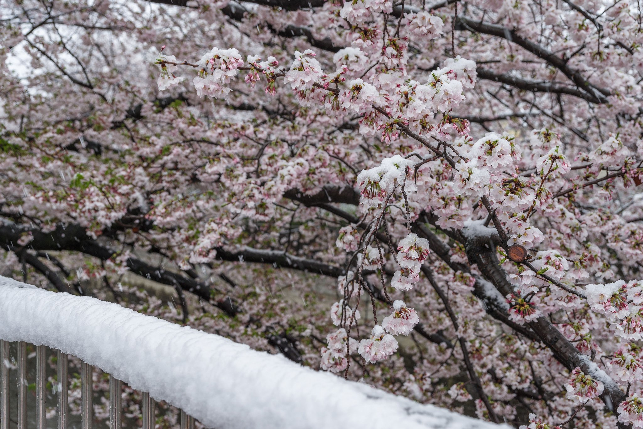 凍える花びら３