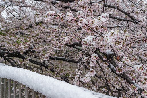 凍える花びら３