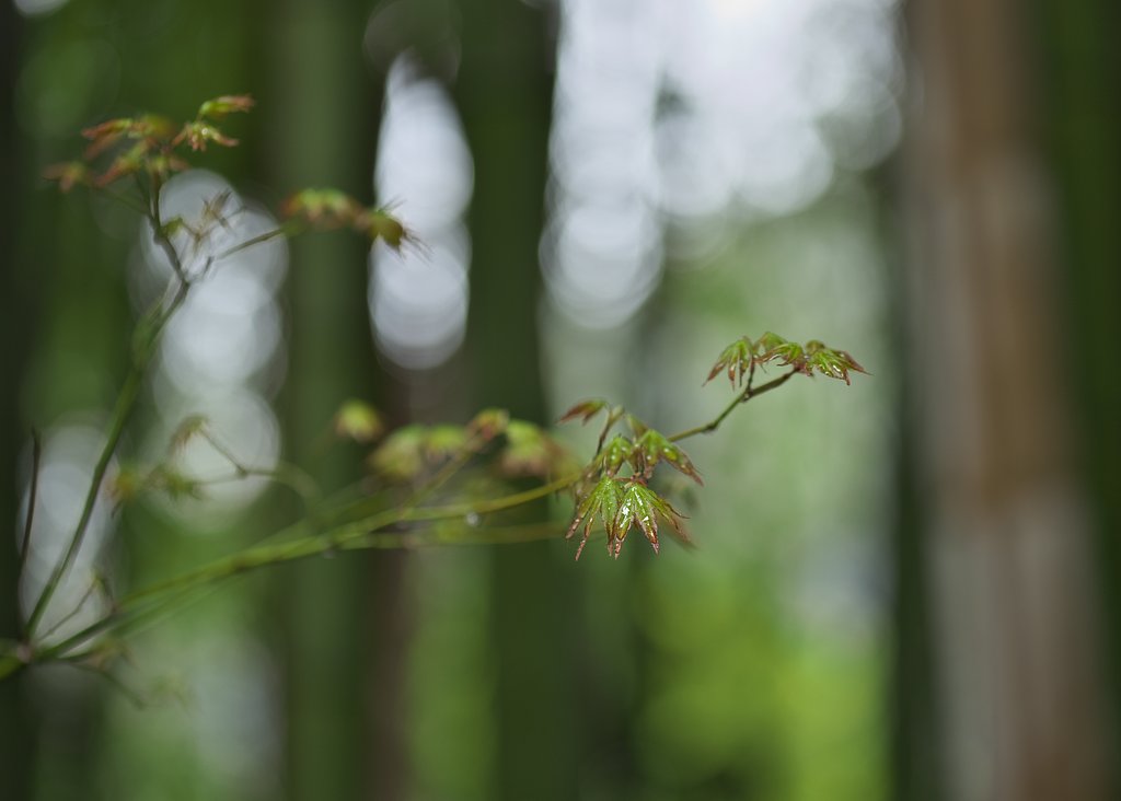 芽吹き