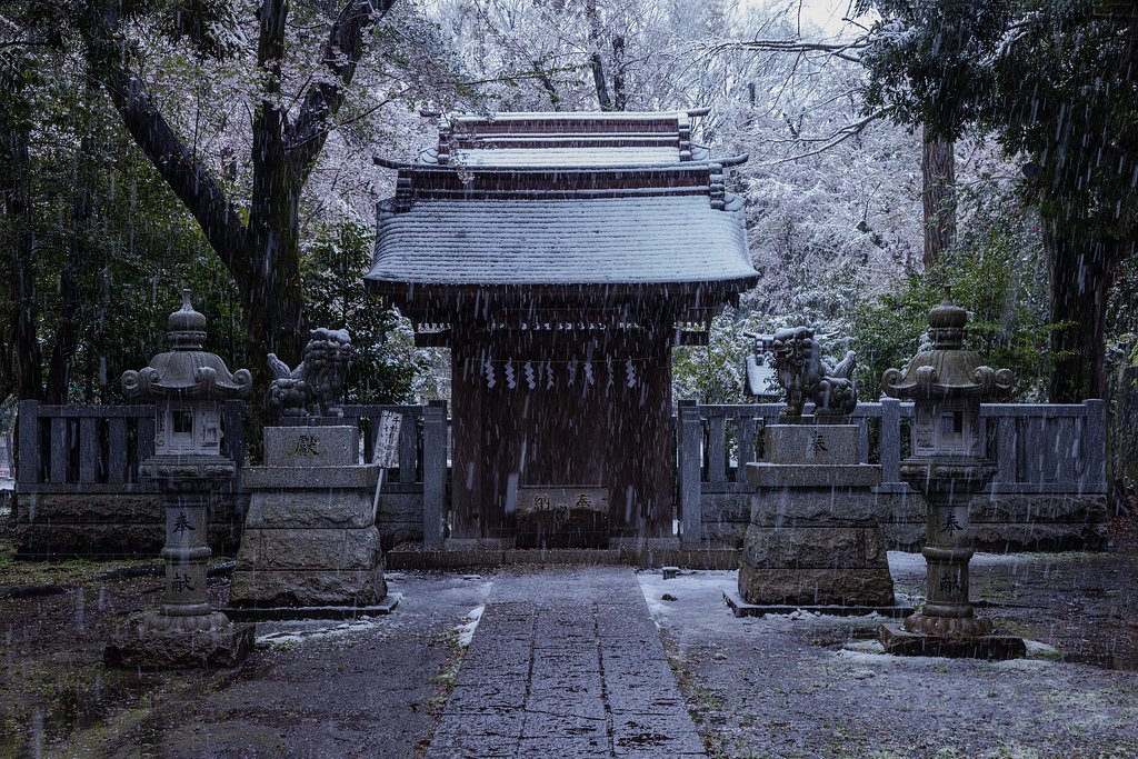 白い桜を背に