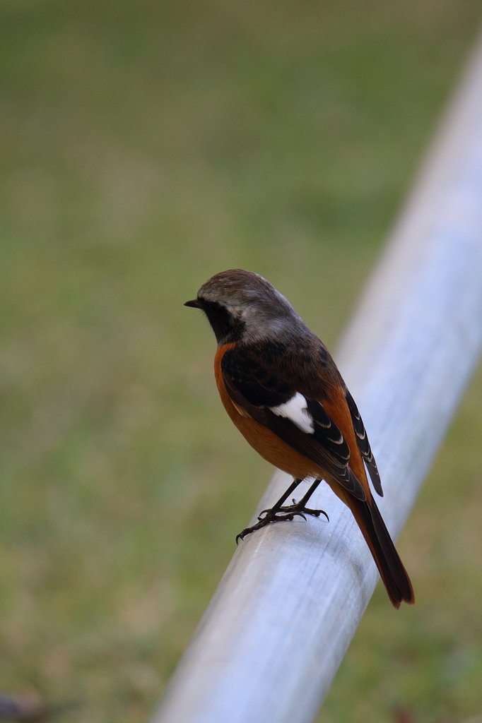 野鳥をポートレート的に撮る・男の背中