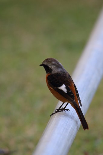 野鳥をポートレート的に撮る・男の背中
