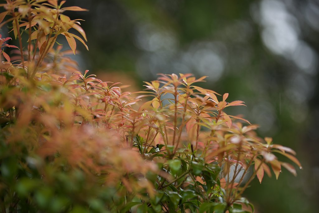新芽