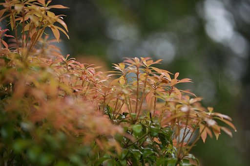 新芽