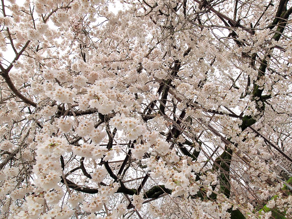満開