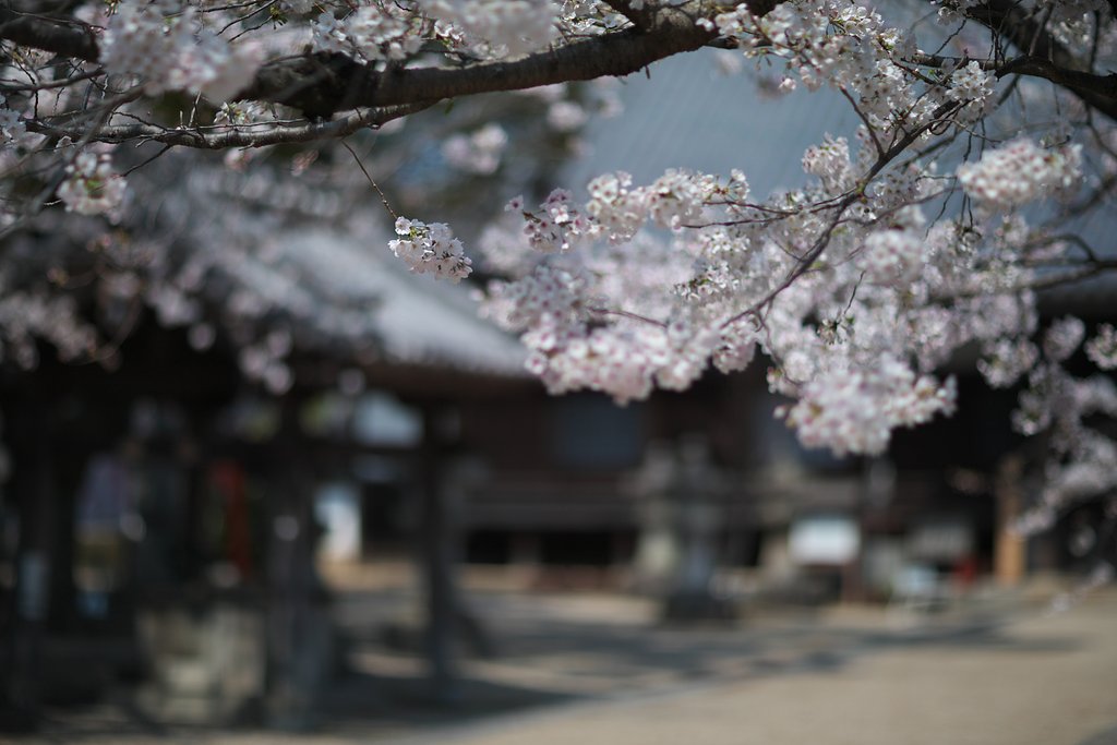 EF85mm F1.2LⅡ