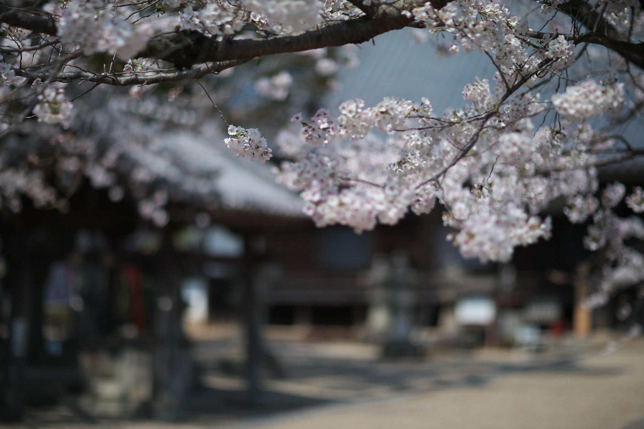 EF85mm F1.2LⅡ