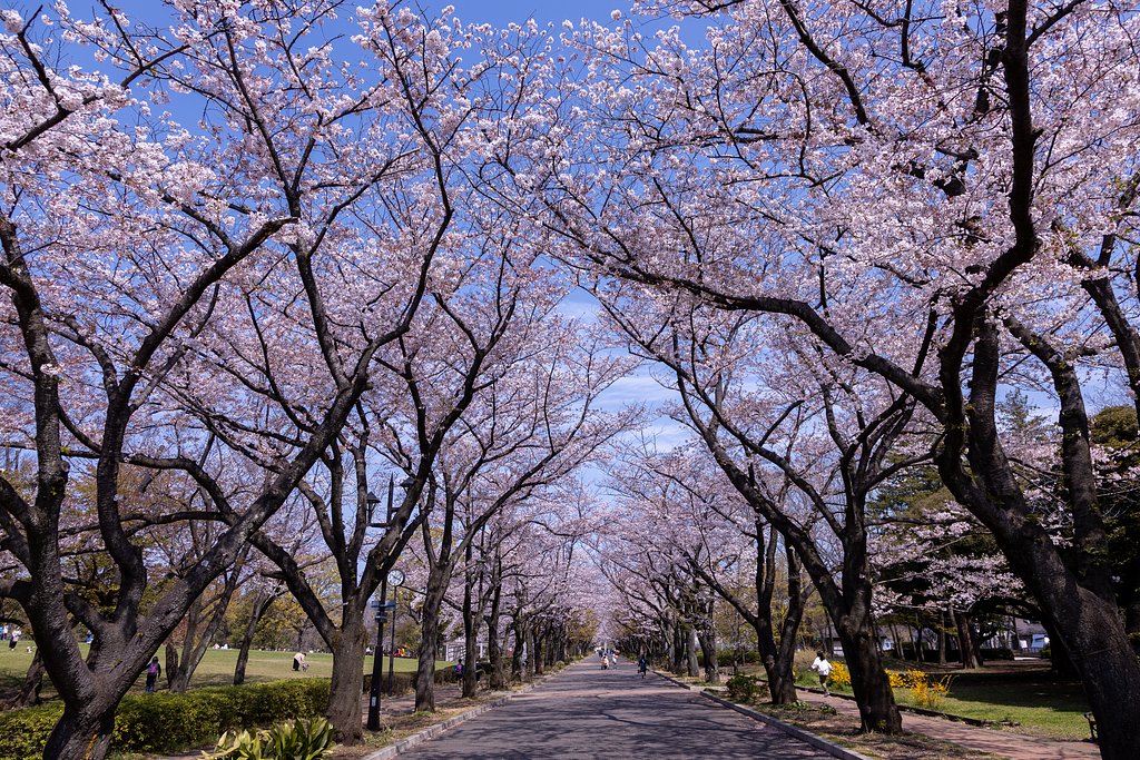 桜満開でも人まばら