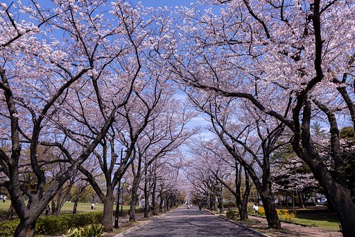 桜満開でも人まばら
