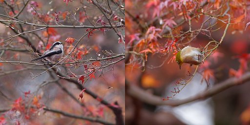名残の紅葉(惜紅迎芽)