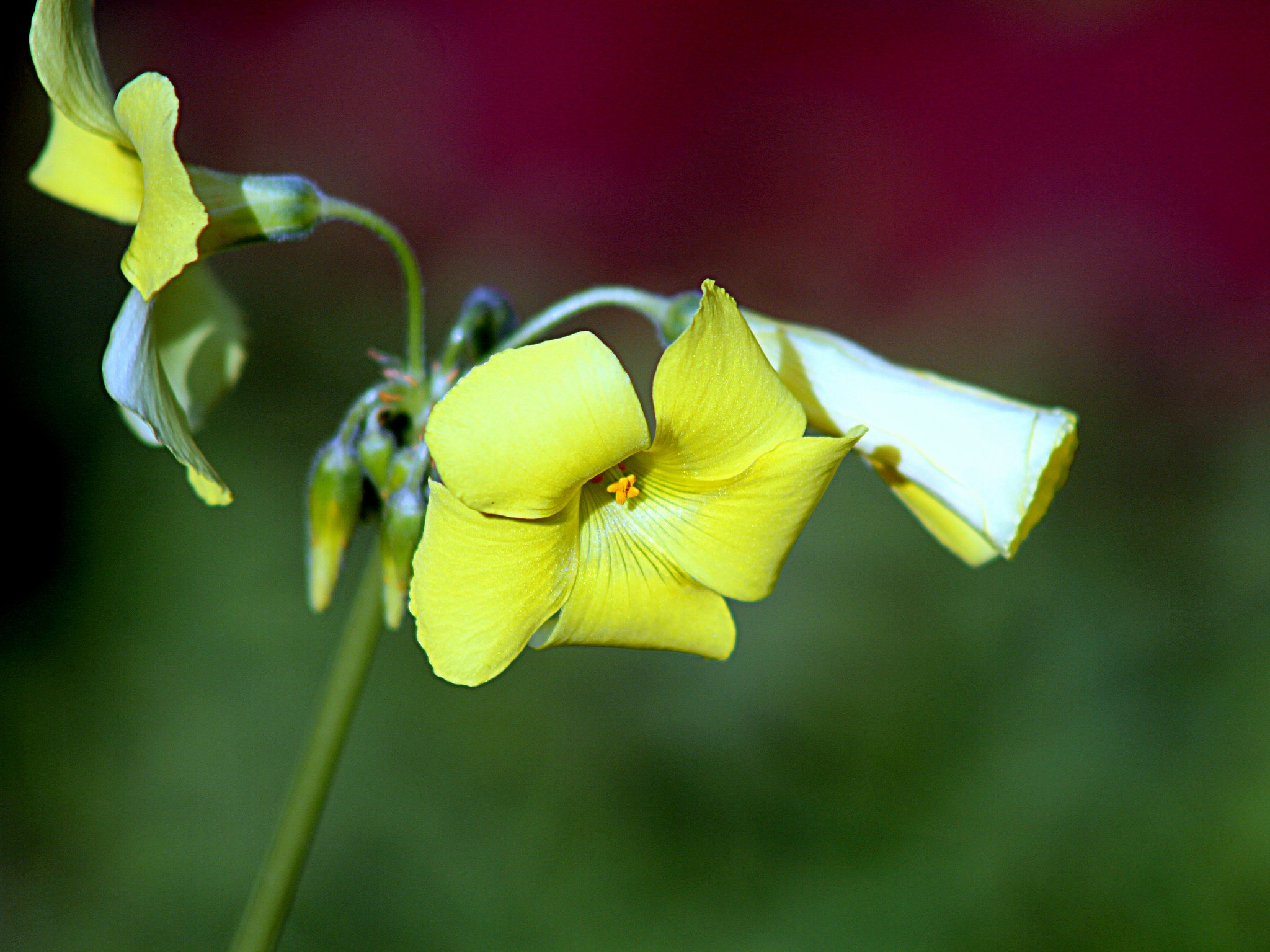 Canon EF75-300mm F4-5.6 Ⅲ　USM