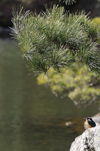 二年前のカワ子ちゃん