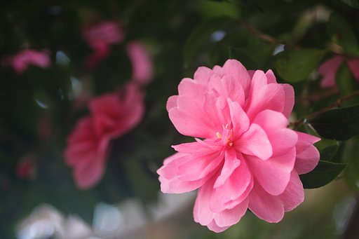 EF50mm f2.5 Compact Macro