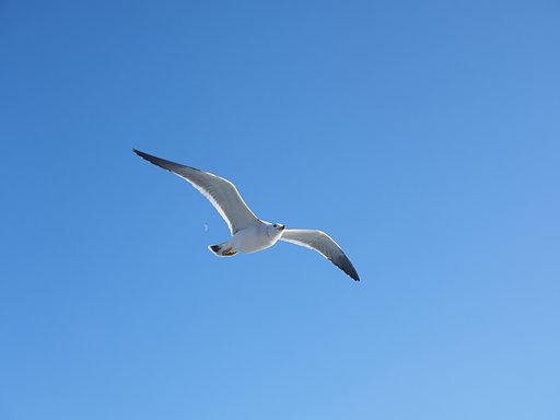 月のしずく(雫)