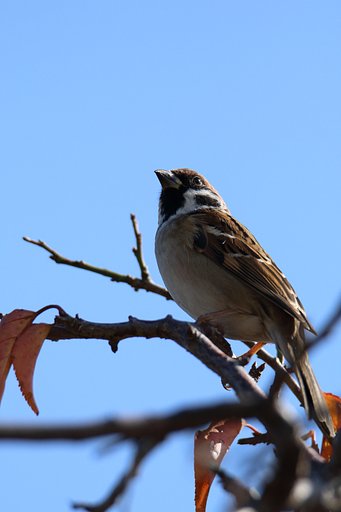 野鳥ポートレート・風が吹いている