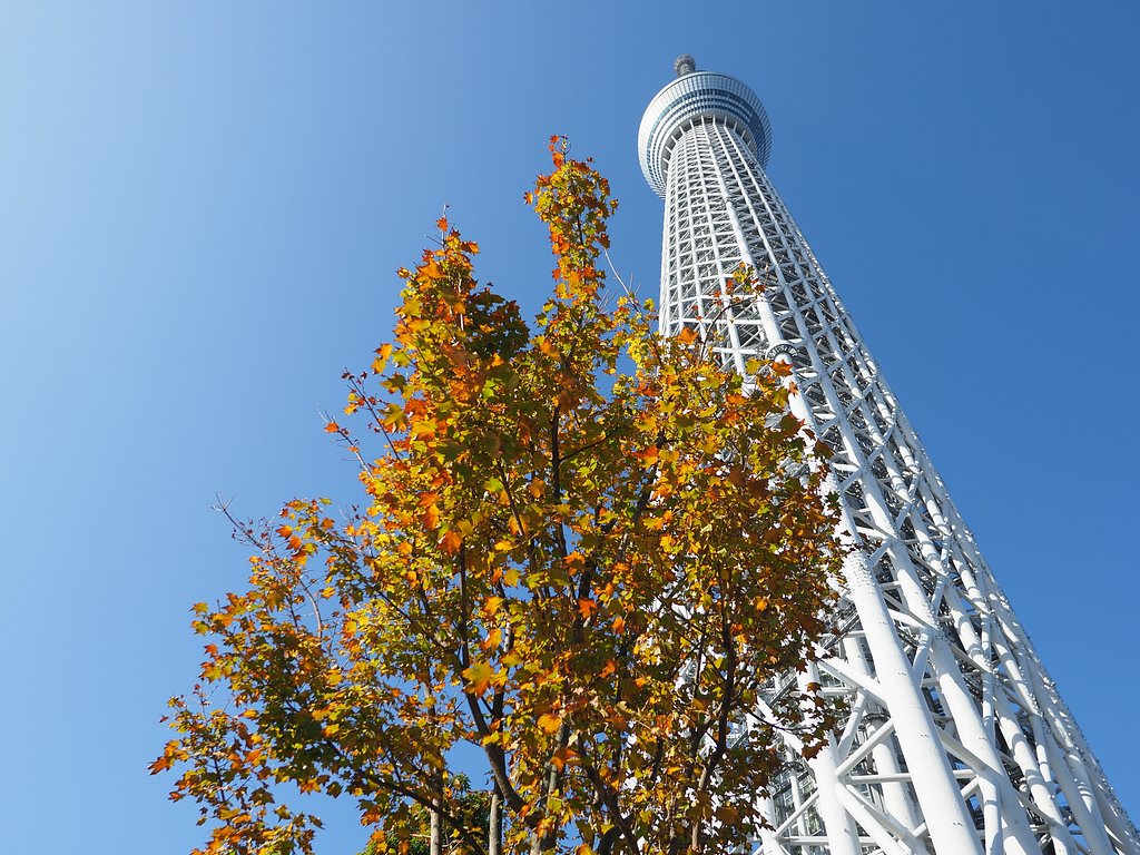 秋空にスカイツリー
