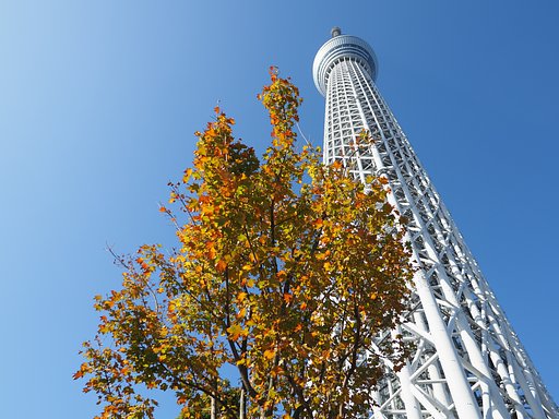 秋空にスカイツリー