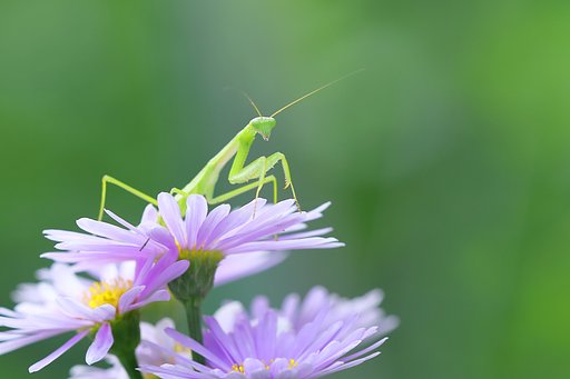 小さいの　見つけたー