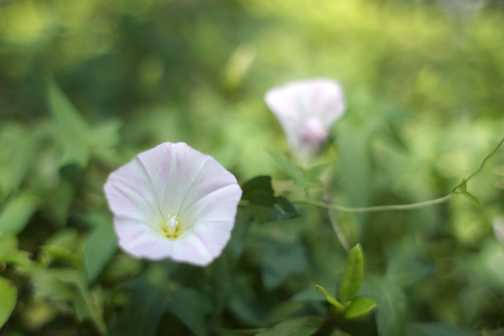 NatureSnap