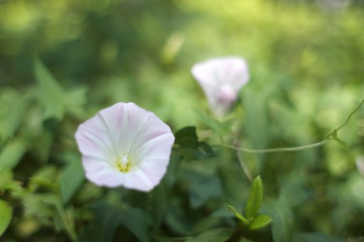 NatureSnap
