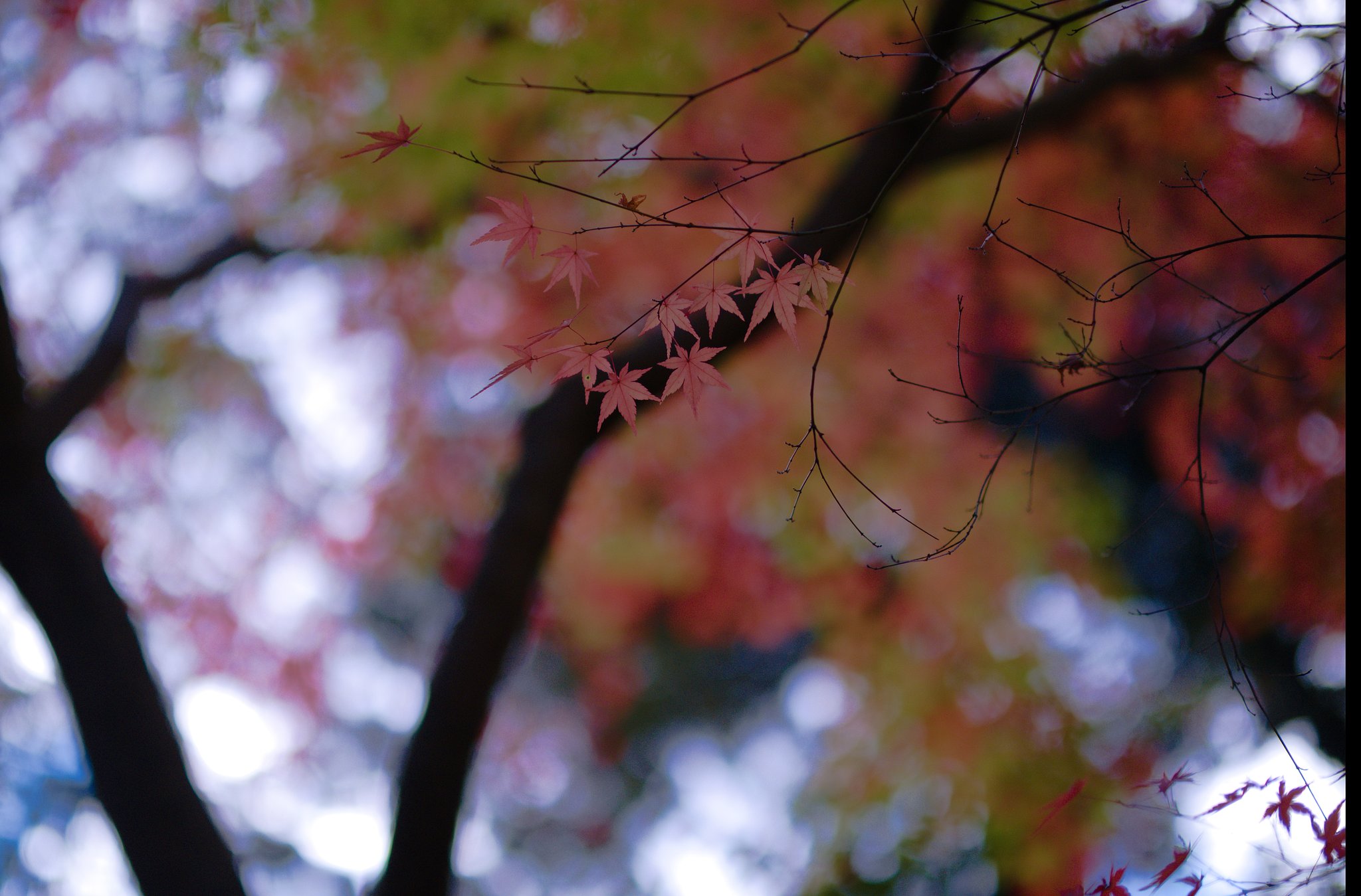 参道の紅葉