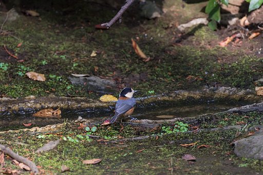 冬鳥も少しづつ