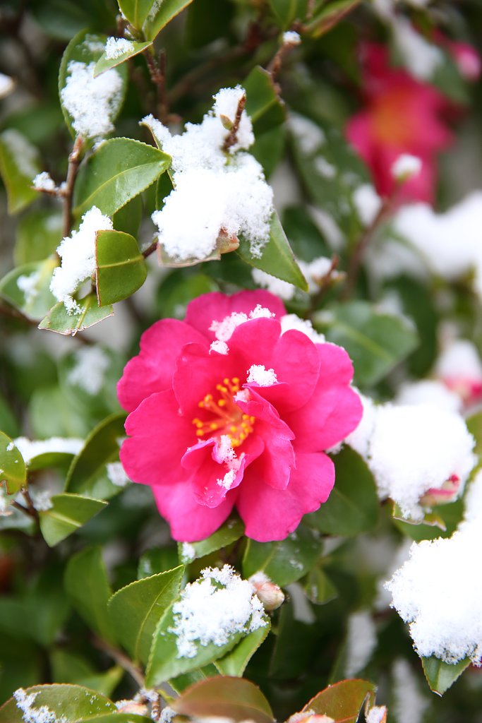 雪の山茶花