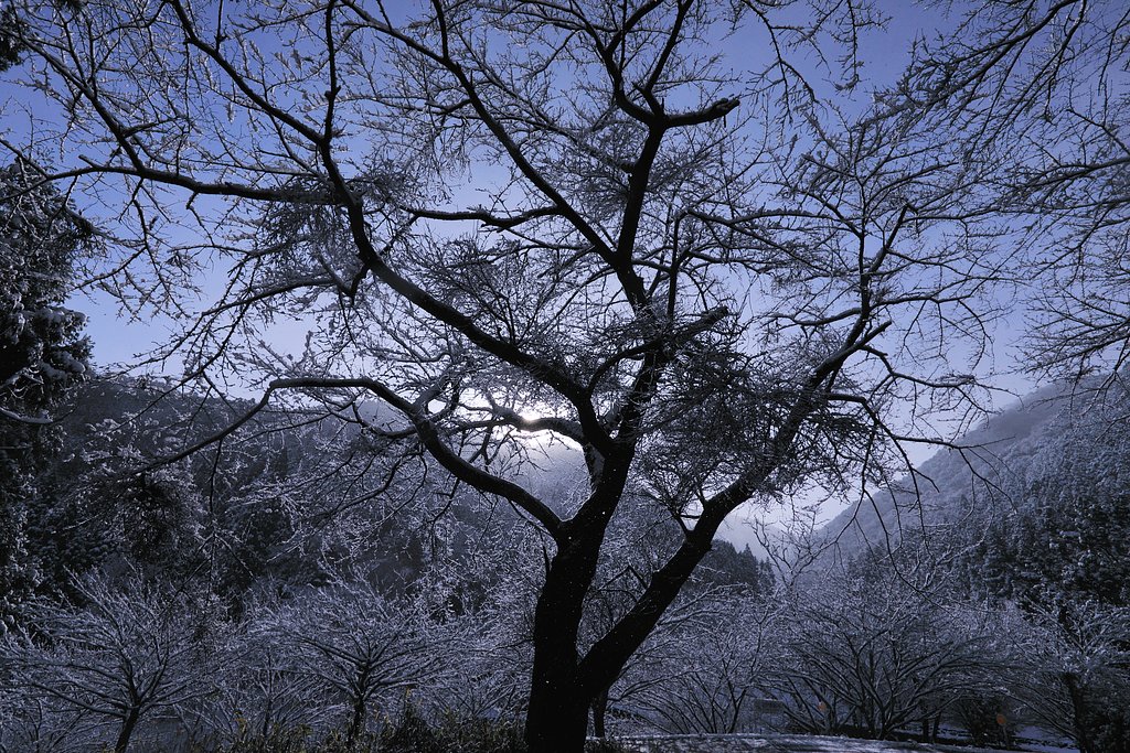 今朝は雪