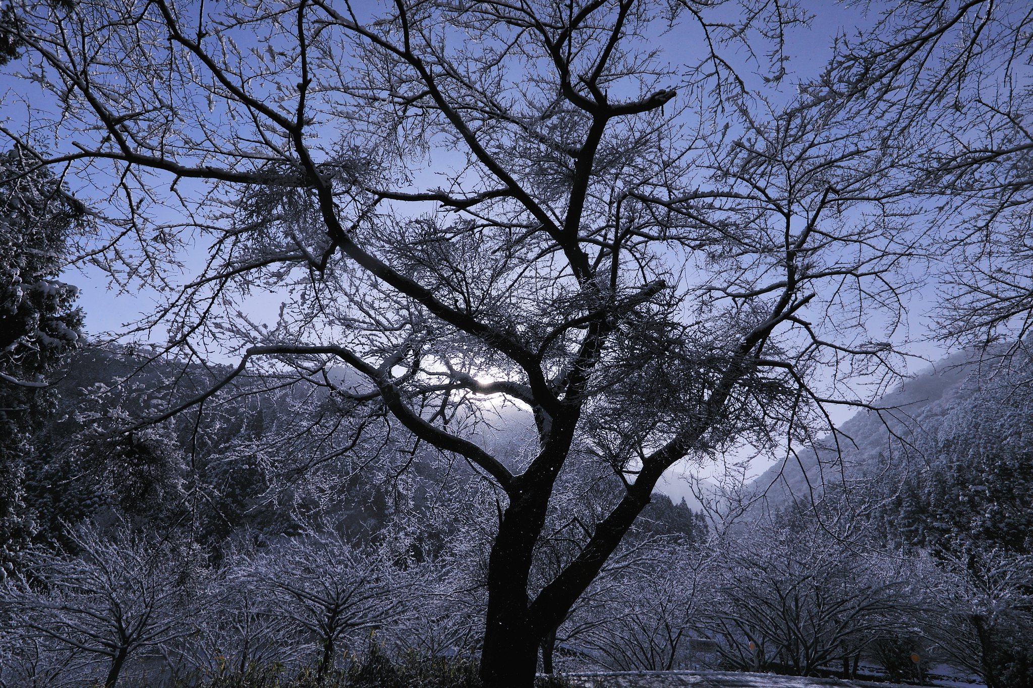 今朝は雪